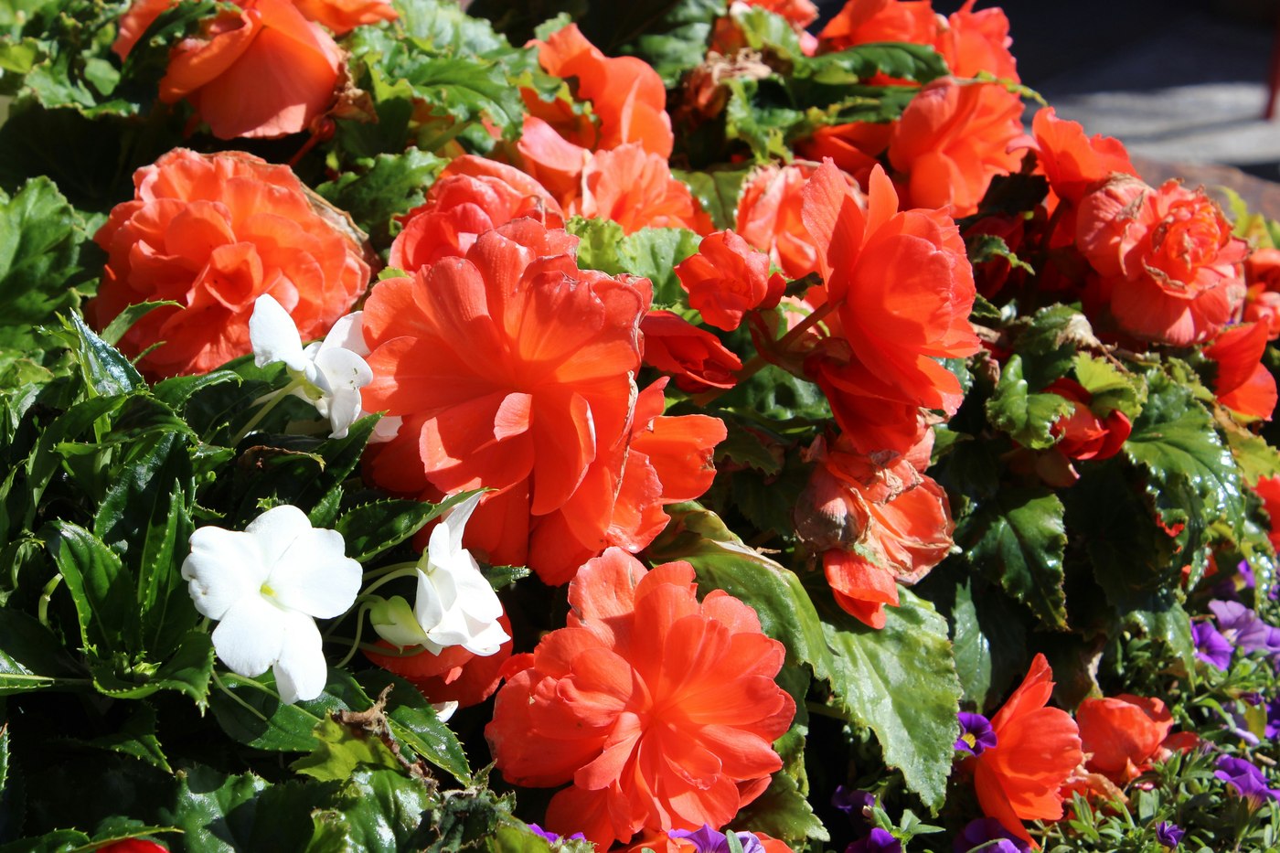 Beplanting in detail